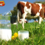 दूध पीने और इसे पचाने में लग गए 10 हजार साल ऐसा जीन खुद को हजारों साल से बदल रहा है।