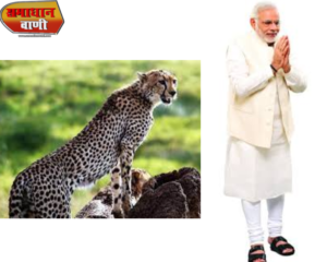 प्रधानमंत्री नरेंद्र मोदी का 72वां जन्‍मदिन, 70 साल बाद भारत में चीतों की वापसी बेहद खाश तोफा क्या हैं