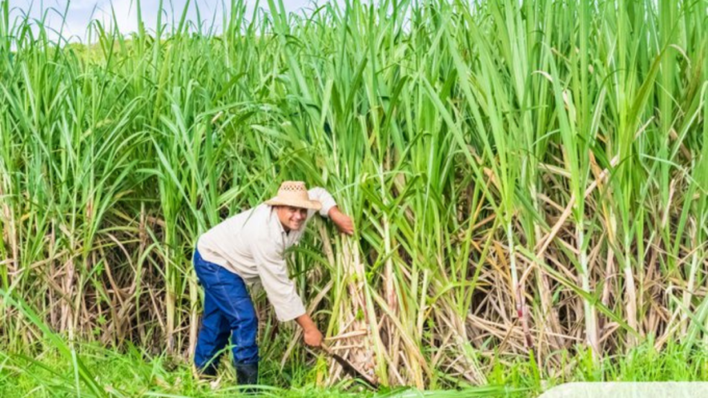 Digital Agriculture Mission 