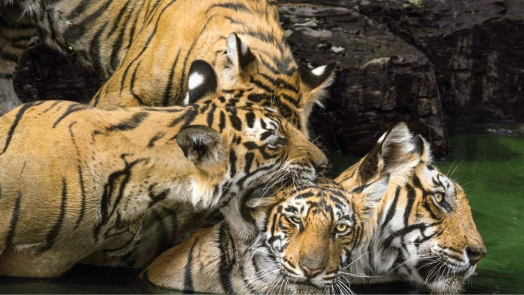 56th Tiger Reserve